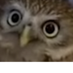 Owl gang lol