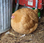 Chunky chicken dti