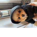Lolfox clan
