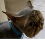 random donating to friends