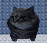 Cat raid (Cat gang)