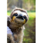 If you like sloths join