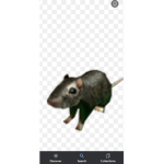 Rat and junkbot gang