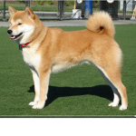 Shiba Inuuuuuuu