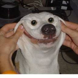afk til someone donates the max but im not there
