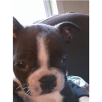 dog lover's  and pet love's