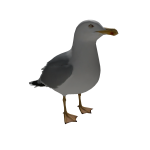 Seagull on Head
