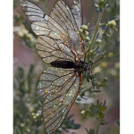 ~ green butterflies ~