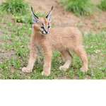 Animal simulatore