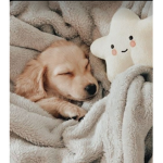 Fluffy_aestetich