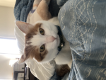 キャットgg