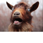 GOAT FAM <3