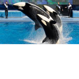 beluga whale stadium