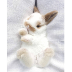 #Rabbit_team