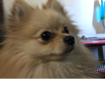 Dogs are the best I like them