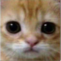 Raise a Cat