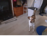 CACHORRO EL PERRITO