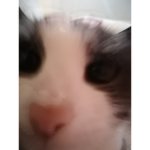 Cool Cat Is Cool