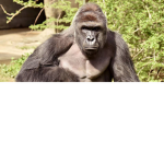 Empire Of Monke Almighty