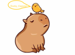 Capybara likers
