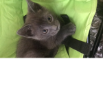 AWESOME KITTY CAT CLUB