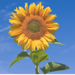 Sunflower Dance Acadmey