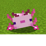 Axolotls I love them ;)
