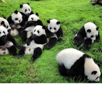 Panda gang group
