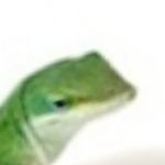 REPTILIAN ARMY