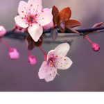 :) Cherry-Blossoms :)