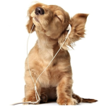 Doggy games+