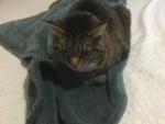 Laelas cute cat group
