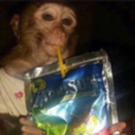 monke farts
