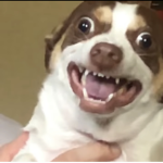 Doggo‘s
