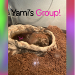 Yami’s Group!