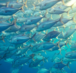 Fish R' Us