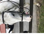 Snowflake Stables