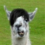 The Cool Llama