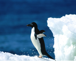 Penguin Simulator