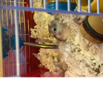 Elite hamster