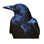 Team of the Crows