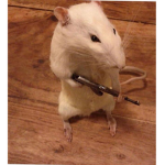 Ratz for life