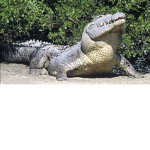 Poke is a crocodile