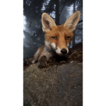 Foxin Valley
