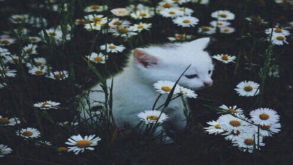 aesthetic-cat- Roblox decal