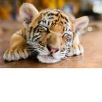 Baby tiger's Group!