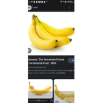 The banana Saturn