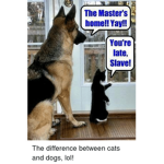 CATS ARE AWSOME!