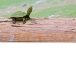 Paradise Turtle