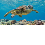 The sea turtle squad